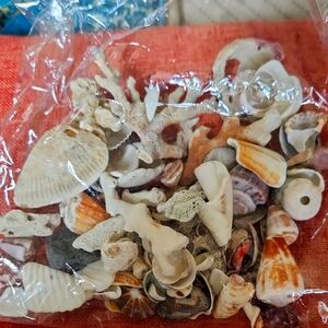 Assorted Seashell Collection
